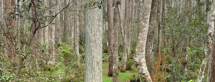 Gatorland Swamp Walk is one of Mike'nin Beğendiği Mekanlar.