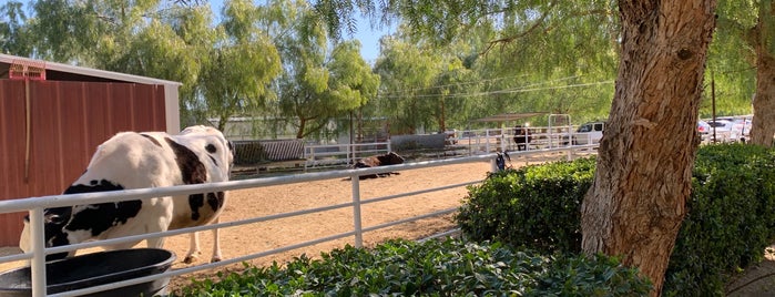 The Gentle Barn is one of Nikki Kreuzer's Animal Adventures (L.A.area).