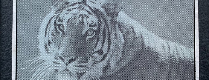 Exotic Feline Breeding Compound's Feline Conservation Center is one of California Mojave Desert.