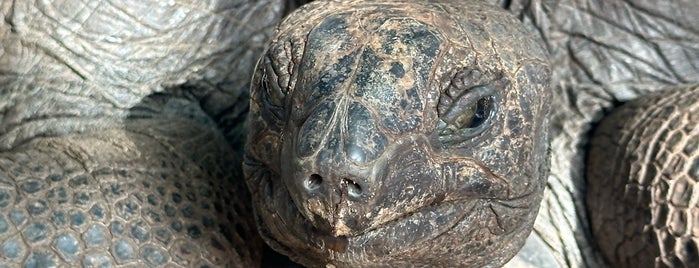 Tortoise Santuary is one of 🇹🇿 Zanzibar.