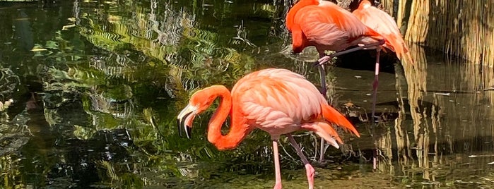 Everglades Wonder Gardens is one of Tempat yang Disukai Tammy.