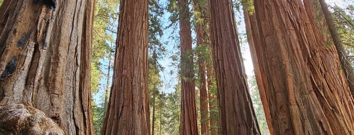 Congress Trail is one of Sequoia National Park.