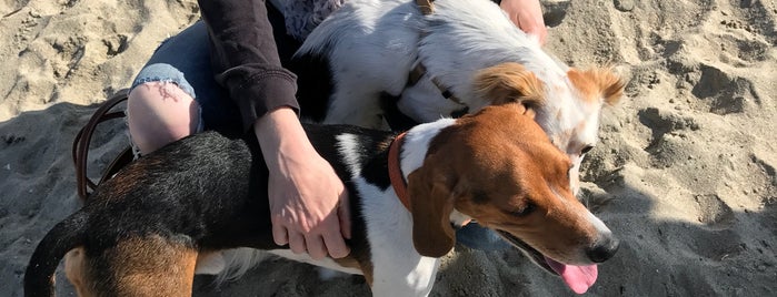 Rosie's Dog Beach is one of Mouniさんのお気に入りスポット.