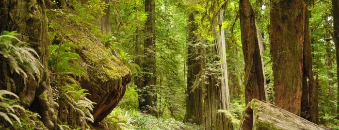 Jedediah Smith Redwoods State Park is one of Torzin Sさんのお気に入りスポット.