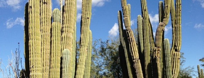Desert Botanical Garden is one of SCOTTSDALE.