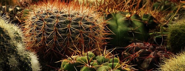 RF Orquideas is one of Catarina'nın Beğendiği Mekanlar.