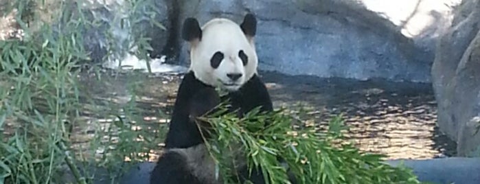 Giant Panda Exhibit is one of Jeff : понравившиеся места.