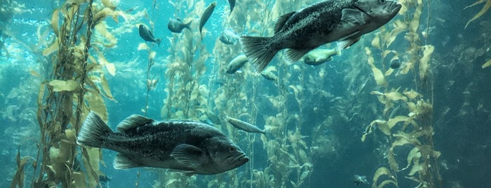 Monterey Bay Aquarium is one of Elsewhere, CA.