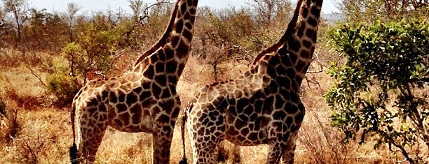 Kruger National Park is one of Top National Parks Outside of the U.S..