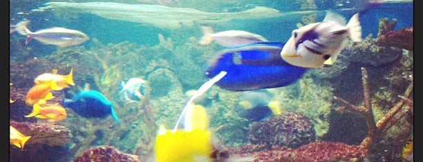 New England Aquarium is one of Things to Do.