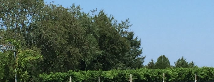 Osprey's Dominion Vineyard is one of North Fork.