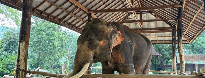Thai Elephant Care Center is one of Out of the country.