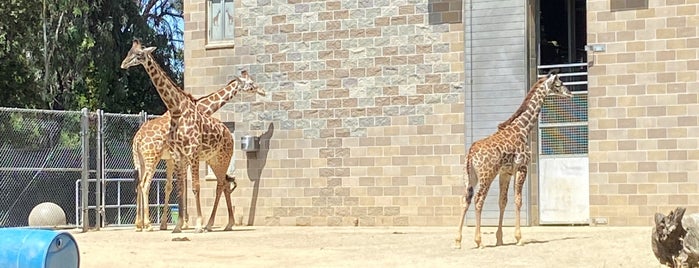 Giraffes Exhibit is one of International Convention.