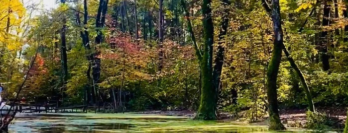 Saravan Forest | جنگل سراوان is one of Orte, die Dorsa gefallen.