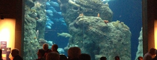 South Carolina Aquarium is one of Holy City Hotspots.