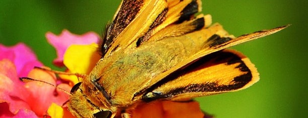 Smithsonian Butterfly Garden is one of Washington, D.C..