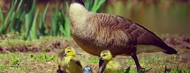 Kenilworth Park and Aquatic Gardens is one of D.C. Area Attractions.