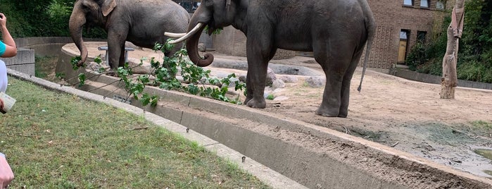 Elefantenhaus is one of Locais curtidos por Sevil.