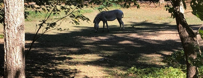 Zebra Exhibit is one of Bronx Zoo.