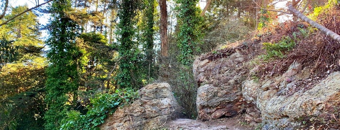 Mount Sutro Open Space Reserve is one of สถานที่ที่บันทึกไว้ของ Jeanmarie.