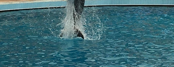 Dolphin Aqua Land is one of Best of Antalya.