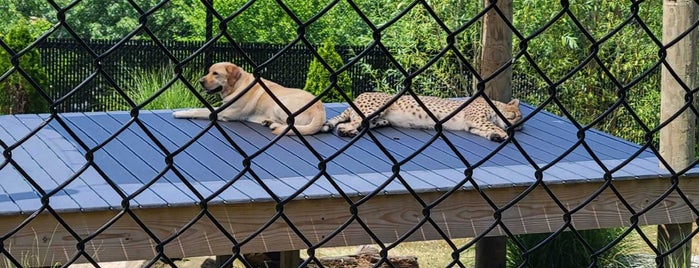 Brew at the Zoo is one of Event *Ideas* Only.