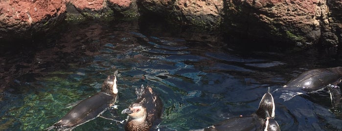Penguin Encounter is one of San Diego.