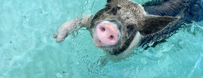 Pig Beach, Big Major Cay is one of International Places To Go.