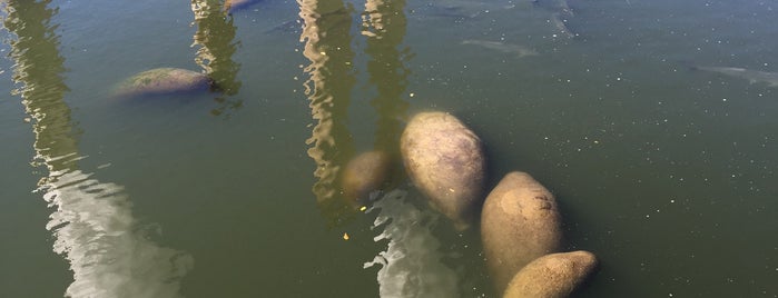 Manatee Viewing Center is one of Locais curtidos por Julie.