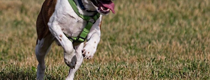 Larry R. Fabrizi Dog Park is one of Lugares favoritos de Julie.