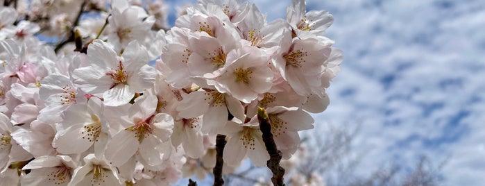 弁天公園 is one of 好きな千葉県の公園(Favorite Chiba's Park).