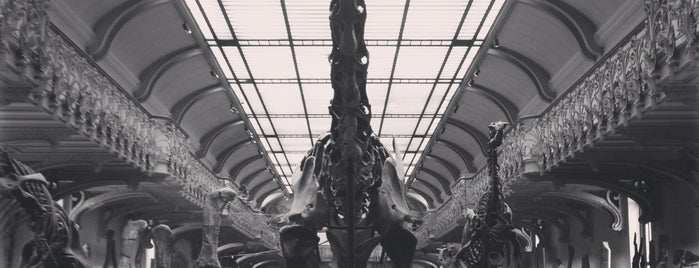 Галерея палеонтологии и сравнительной анатомии is one of Paris.