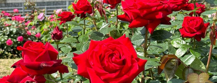 Nakanoshima Rose Garden is one of 🇯🇵.