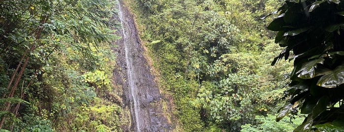 Mānoa Falls is one of oahu.