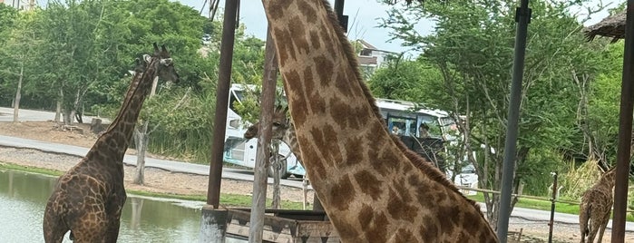 Safari World is one of Bangkok.