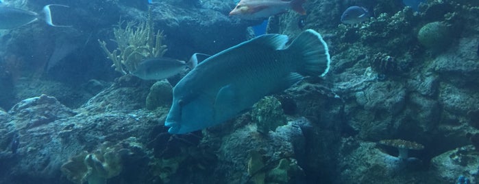 Aquarium of the Pacific is one of Locais curtidos por Elias.