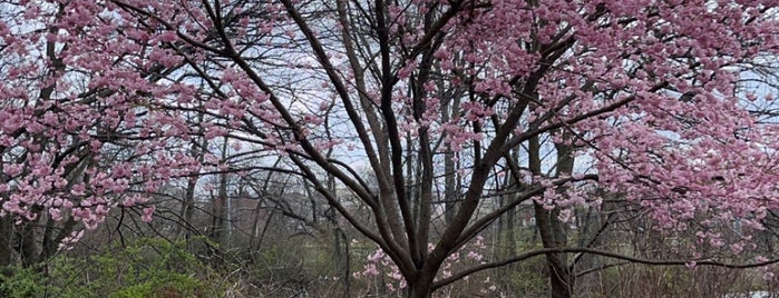 Branch Brook Park Cherry Blossom Track is one of fitness.