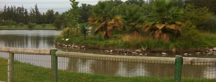 Laguna Parque Padre Hurtado is one of Maria Joseさんのお気に入りスポット.