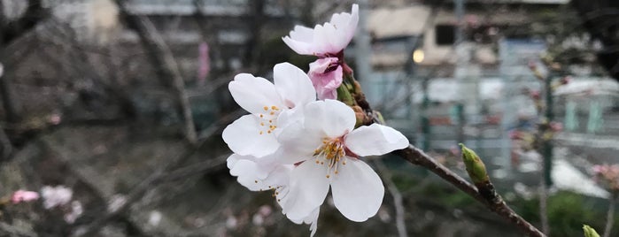 今井桜 is one of お花見ポタ♪.