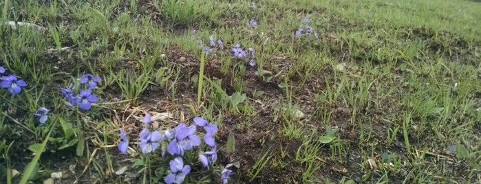 Dixie Briggs Fromm Nature Preserve is one of Alexandra : понравившиеся места.