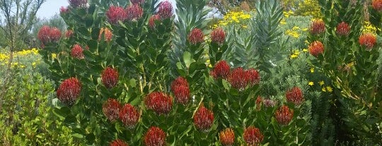 Kirstenbosch Botanical Gardens is one of Lieux qui ont plu à Damon.