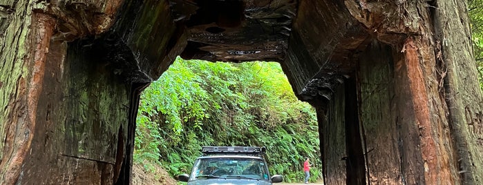 Tour-thru Tree is one of RV vacation.