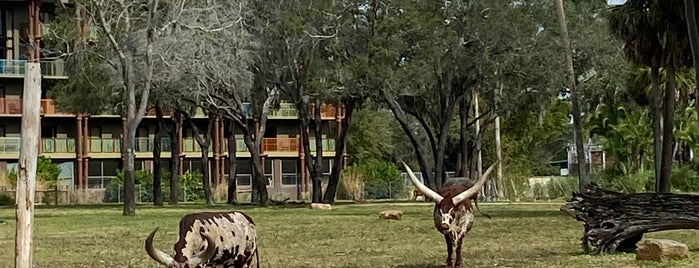 Kidani Village - Disney's Animal Kingdom Lodge is one of My vacation @ FL.