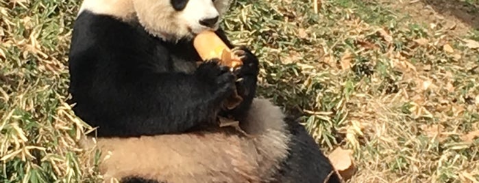 スミソニアン国立動物園 is one of Washington, DC Wish List.