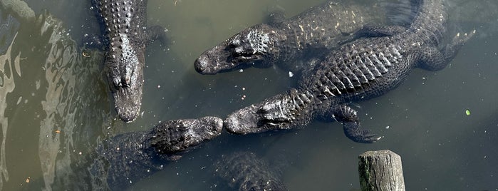 St. Augustine Alligator Farm Zoological Park is one of Florida.