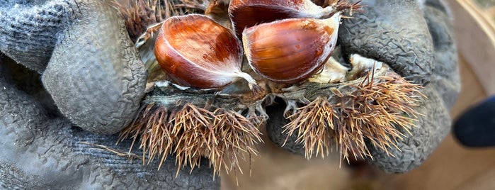 Skyline Chestnuts is one of SFBayArea_FamilyPlaces.