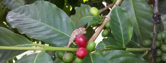 Greenwell Farms Coffee Plantation is one of Hawai'i Essentials.