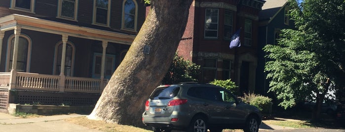 Oldest Tree in Buffalo is one of Laketa'nın Kaydettiği Mekanlar.