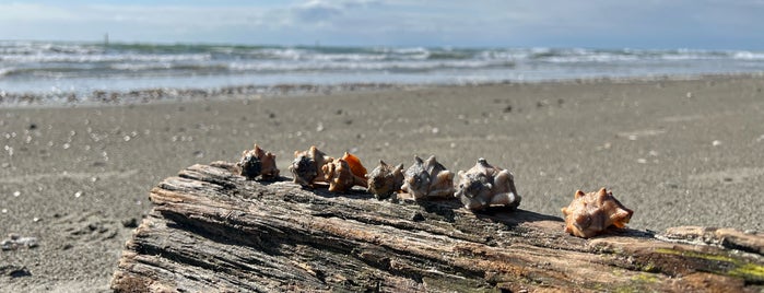 Spiaggia Delle Conchiglie is one of Veneto best places.