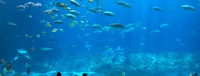 Georgia Aquarium is one of Alex : понравившиеся места.